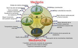 Reloj-biologico-ritmo-cardiaco