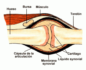 cartilago-y-articulacion