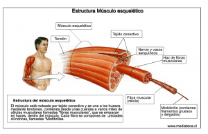 Estructura músculo esquelético