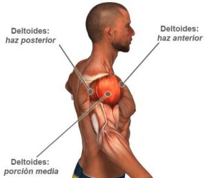 musculo hombro