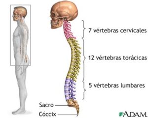 Columna vertebral