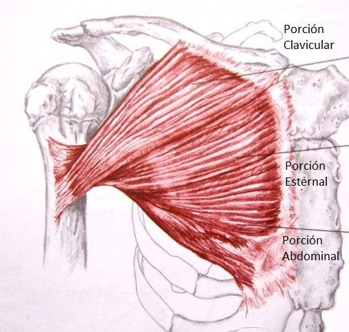 Músculos pectorales: anatomía completa. - bulevip.com