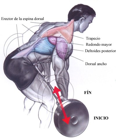 Ejercicios para tríceps: Press francés - El Blog Bulevip