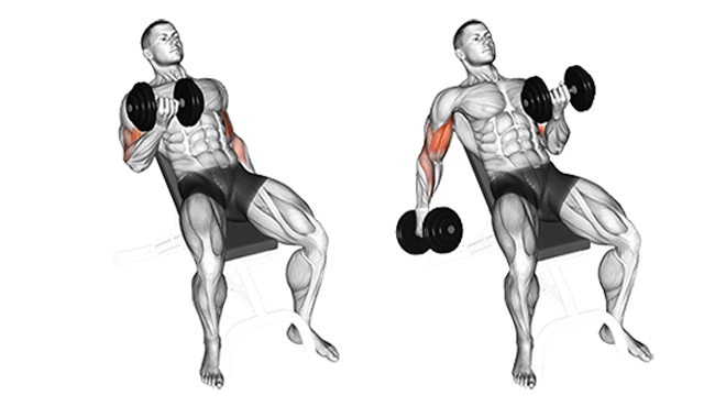 Bíceps marcados ejercicio 2