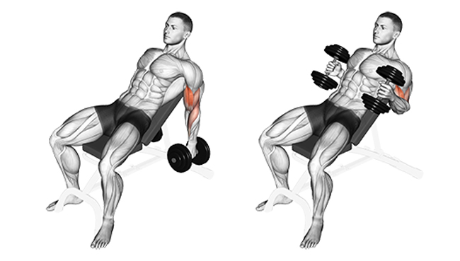Bíceps marcados ejercicio 3