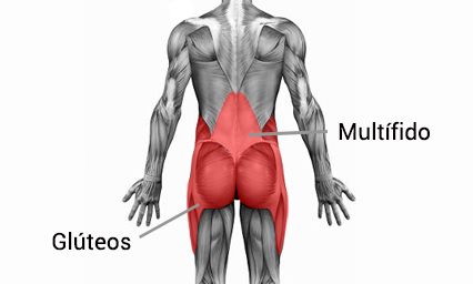 Músculos del core, parte posterior