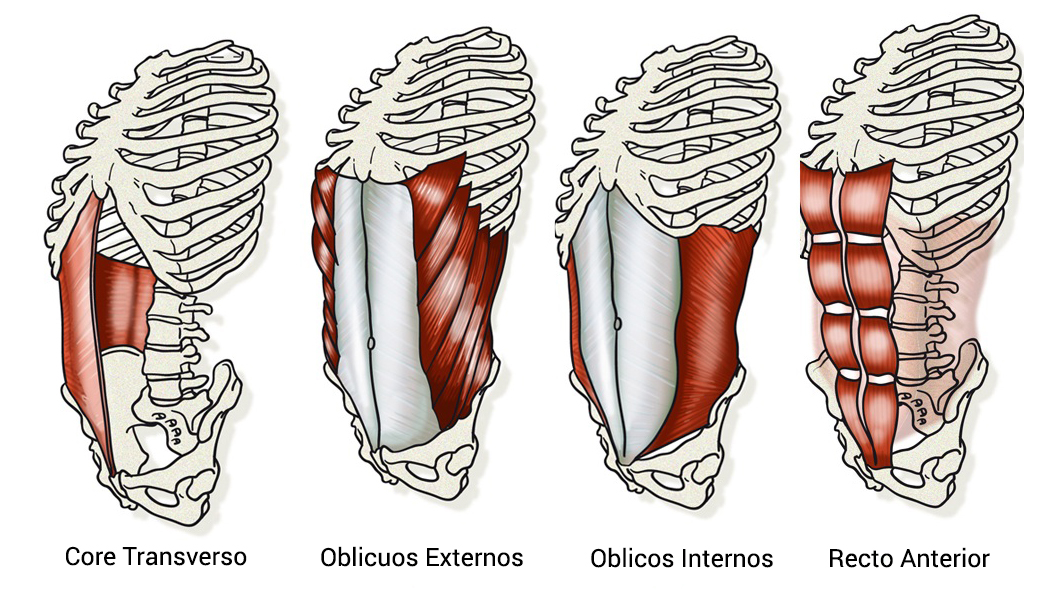 Músculos del core