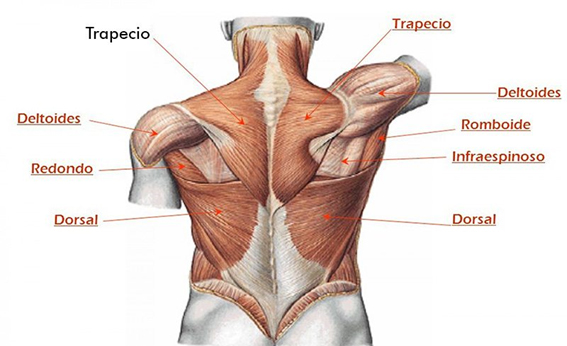 Ejercicios para dorsales en casa: cómo ejercitar el músculo dorsal de forma  eficaz