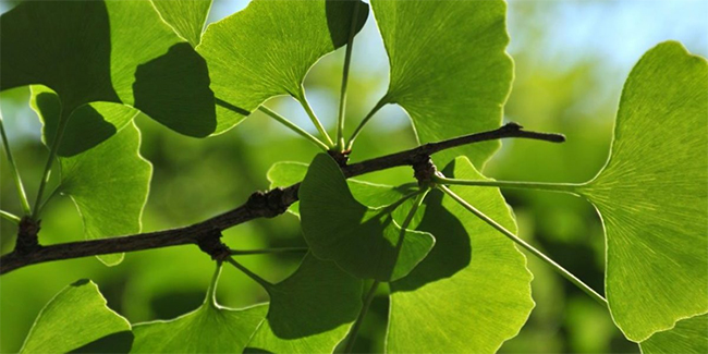 Ginkgo biloba hojas